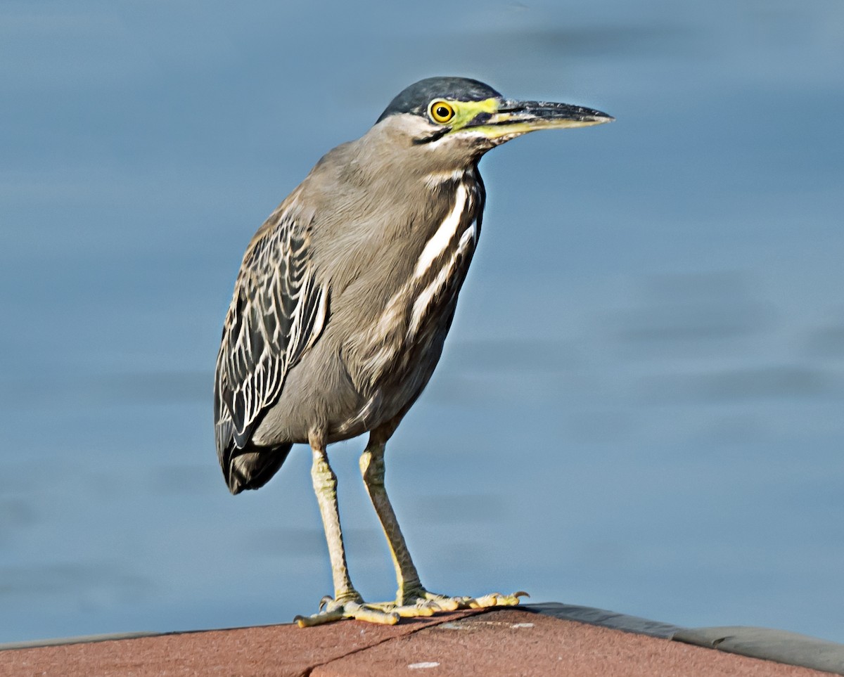 Striated Heron - ML635292524