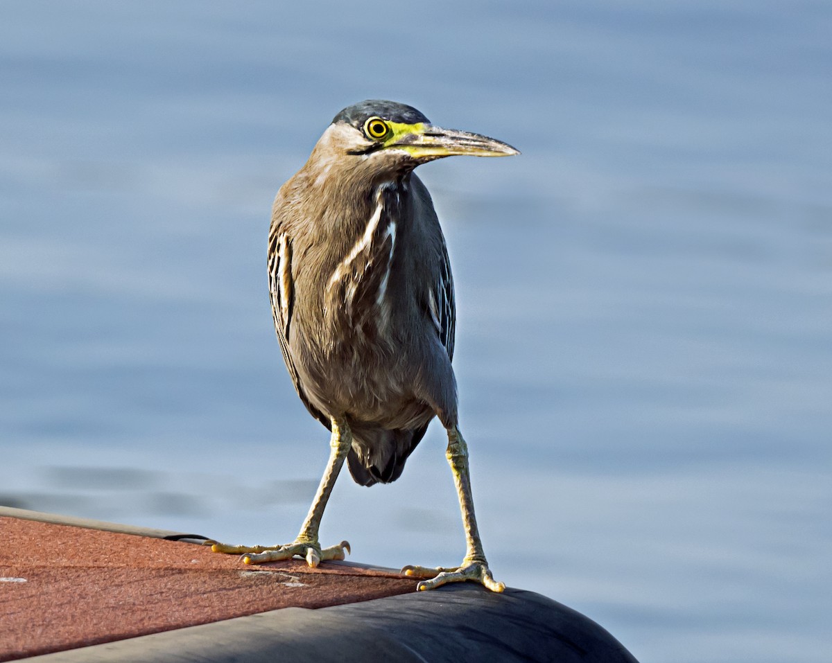 Striated Heron - ML635292525