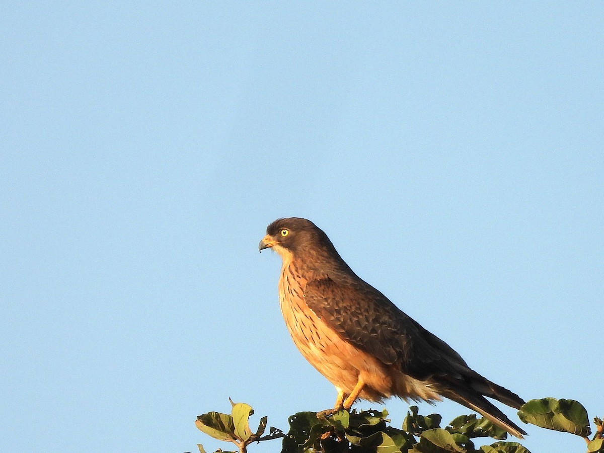 Grasshopper Buzzard - ML635292529