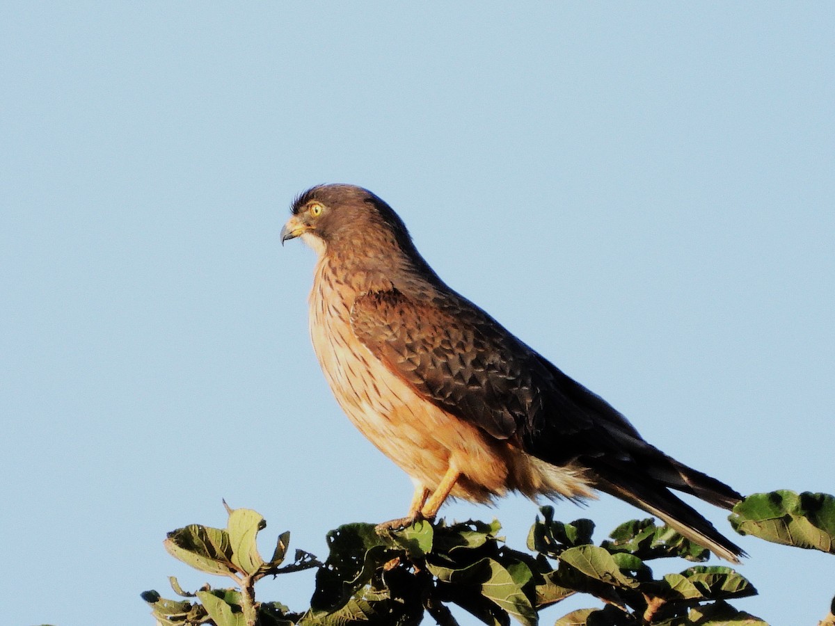 Grasshopper Buzzard - ML635292531