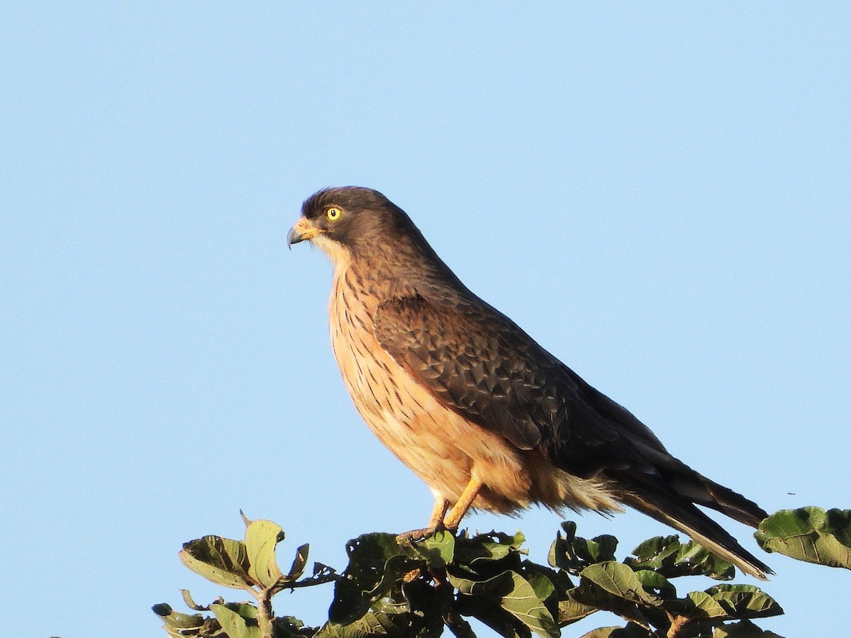 Grasshopper Buzzard - ML635292532