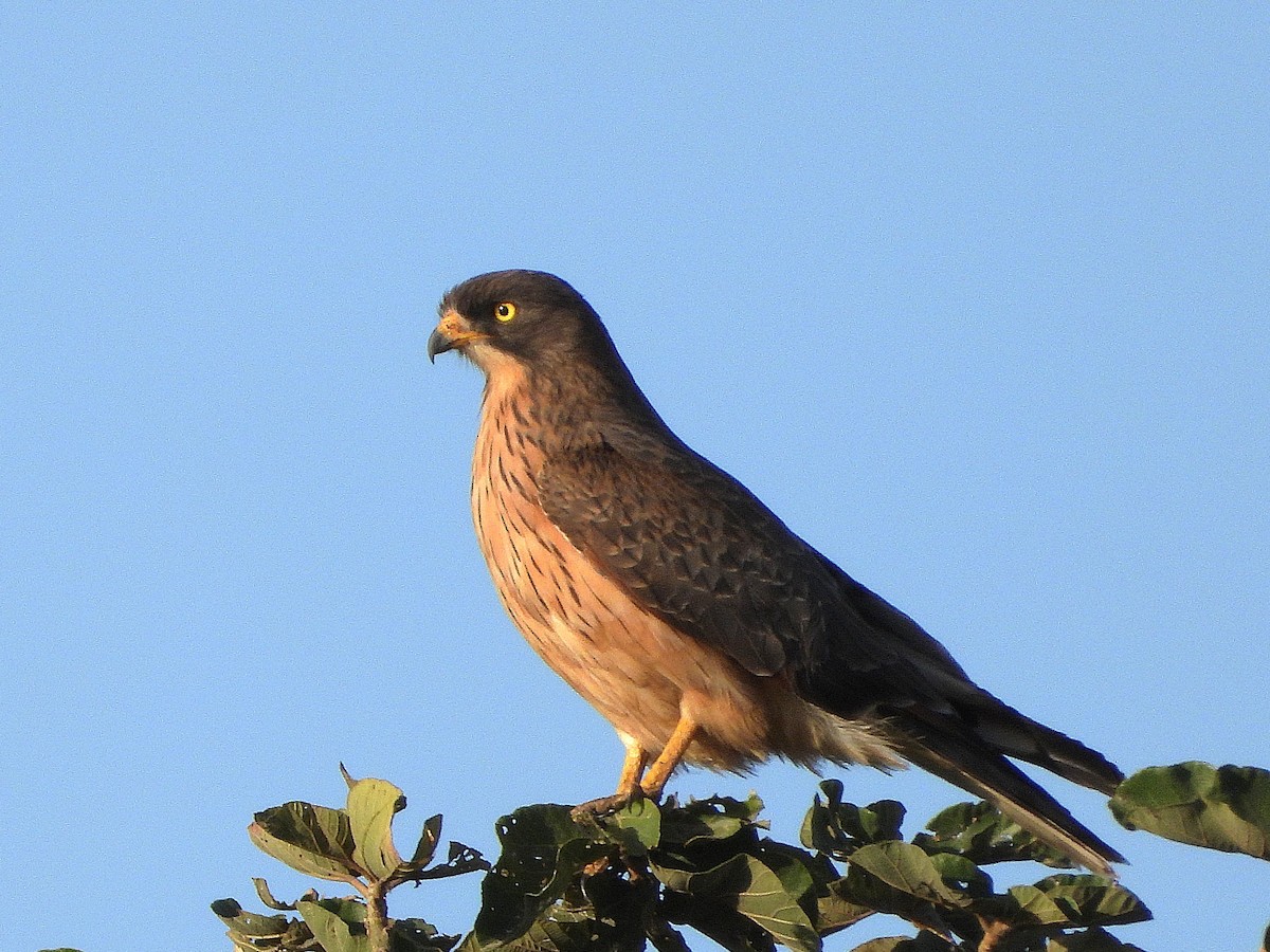 Grasshopper Buzzard - ML635292533