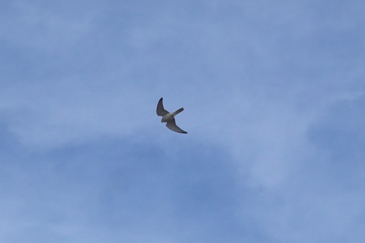 Nankeen Kestrel - ML635292579