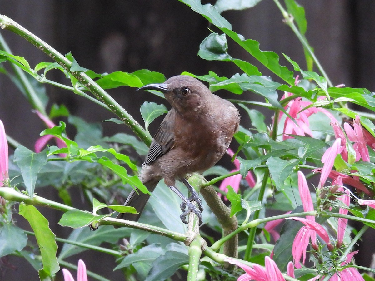 Dusky Myzomela - ML635292680