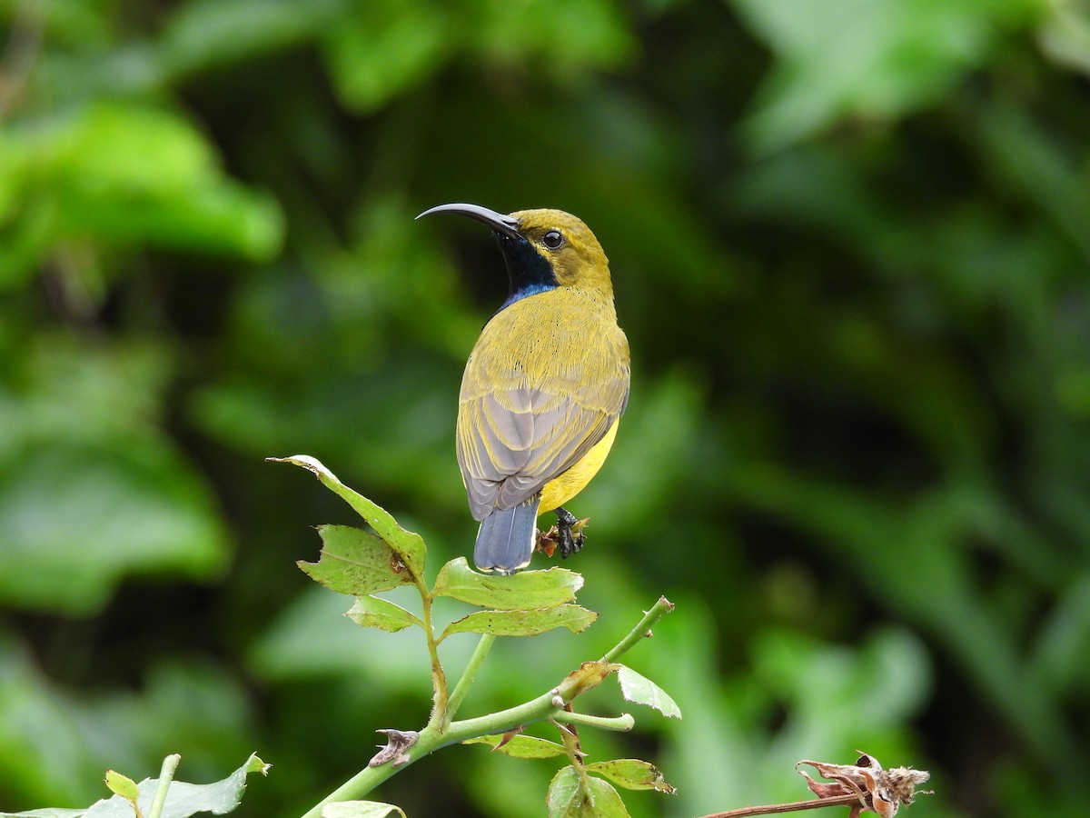 Sahul Sunbird - ML635292700