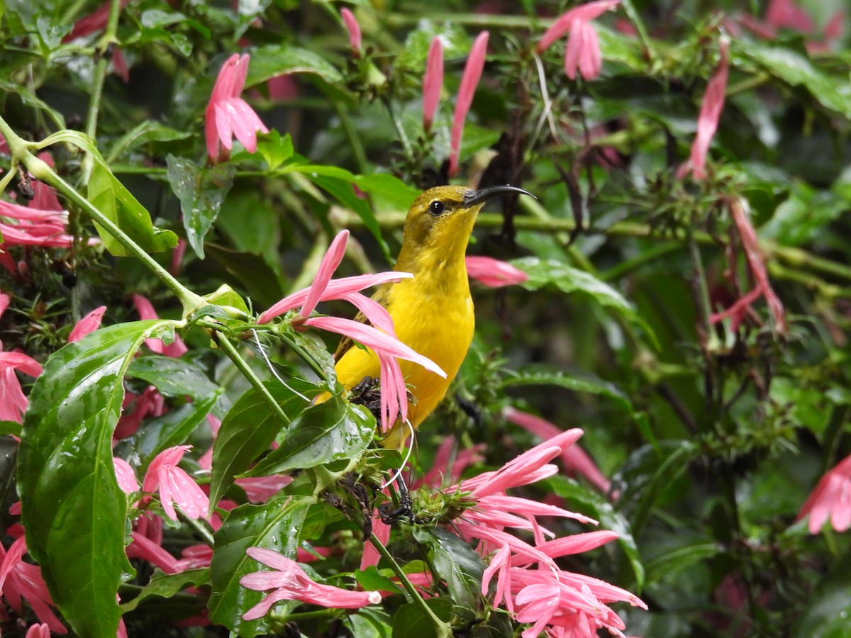 Sahul Sunbird - ML635292709
