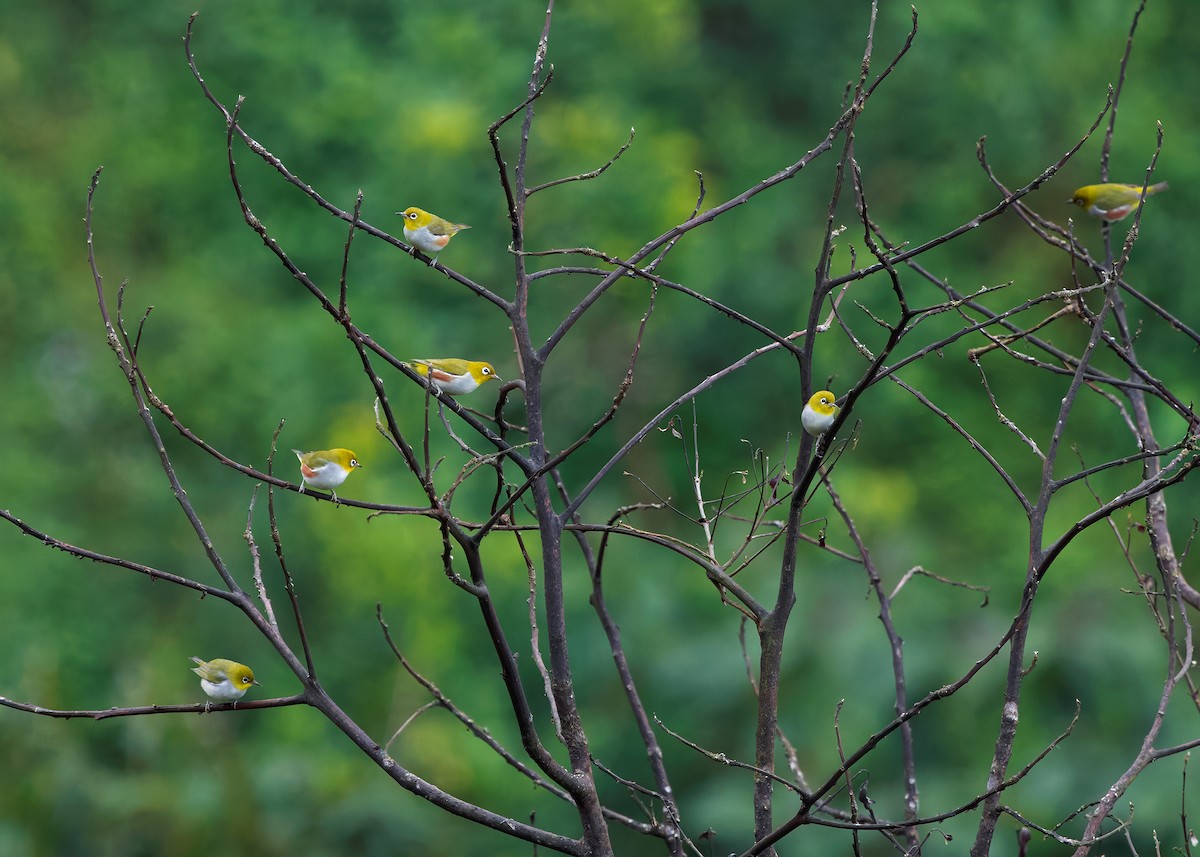 Chestnut-flanked White-eye - ML635292710
