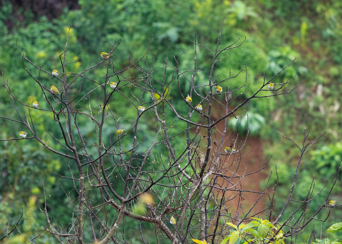 Chestnut-flanked White-eye - ML635292711