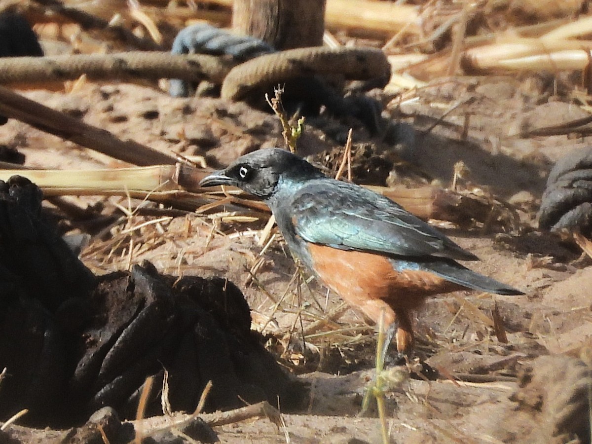 Chestnut-bellied Starling - ML635292723