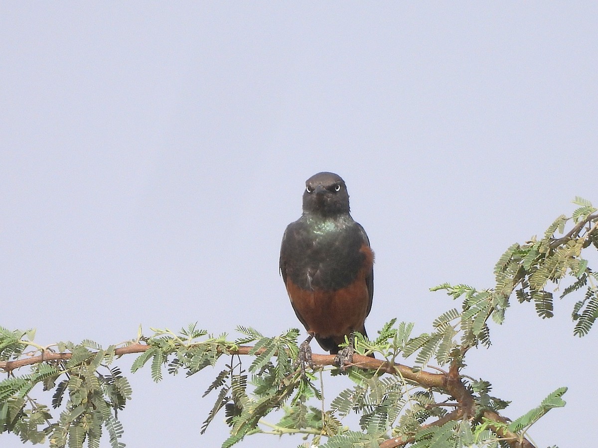 Chestnut-bellied Starling - ML635292724
