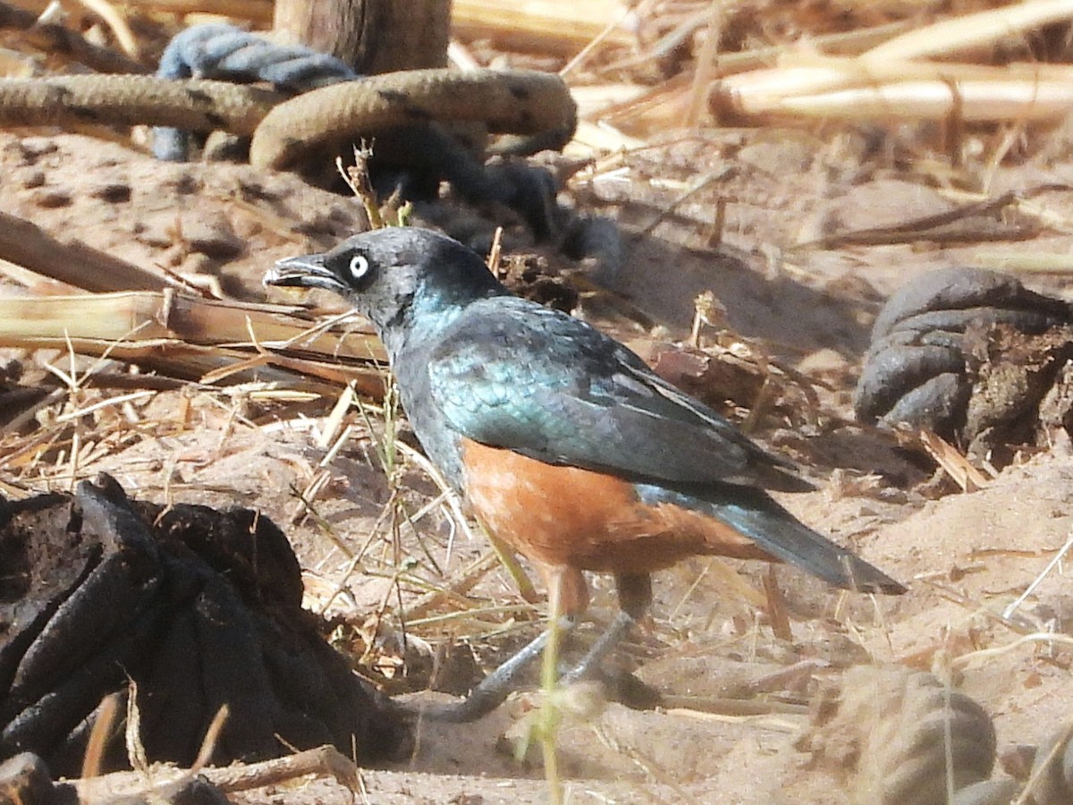 Chestnut-bellied Starling - ML635292725
