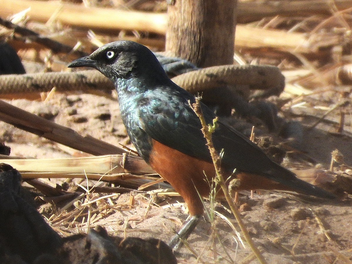 Chestnut-bellied Starling - ML635292726