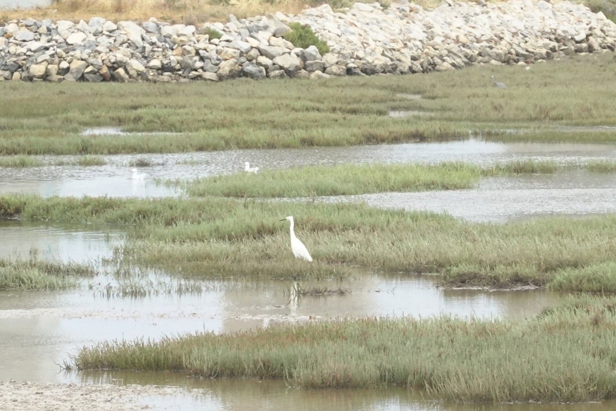 silkehegre - ML635292728