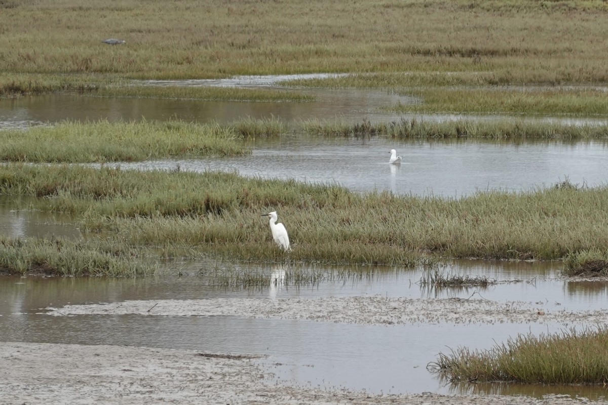 silkehegre - ML635292729