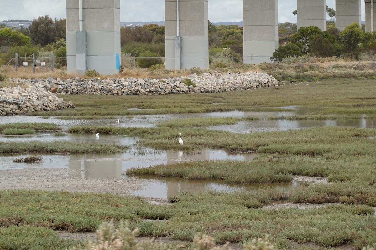 silkehegre - ML635292730