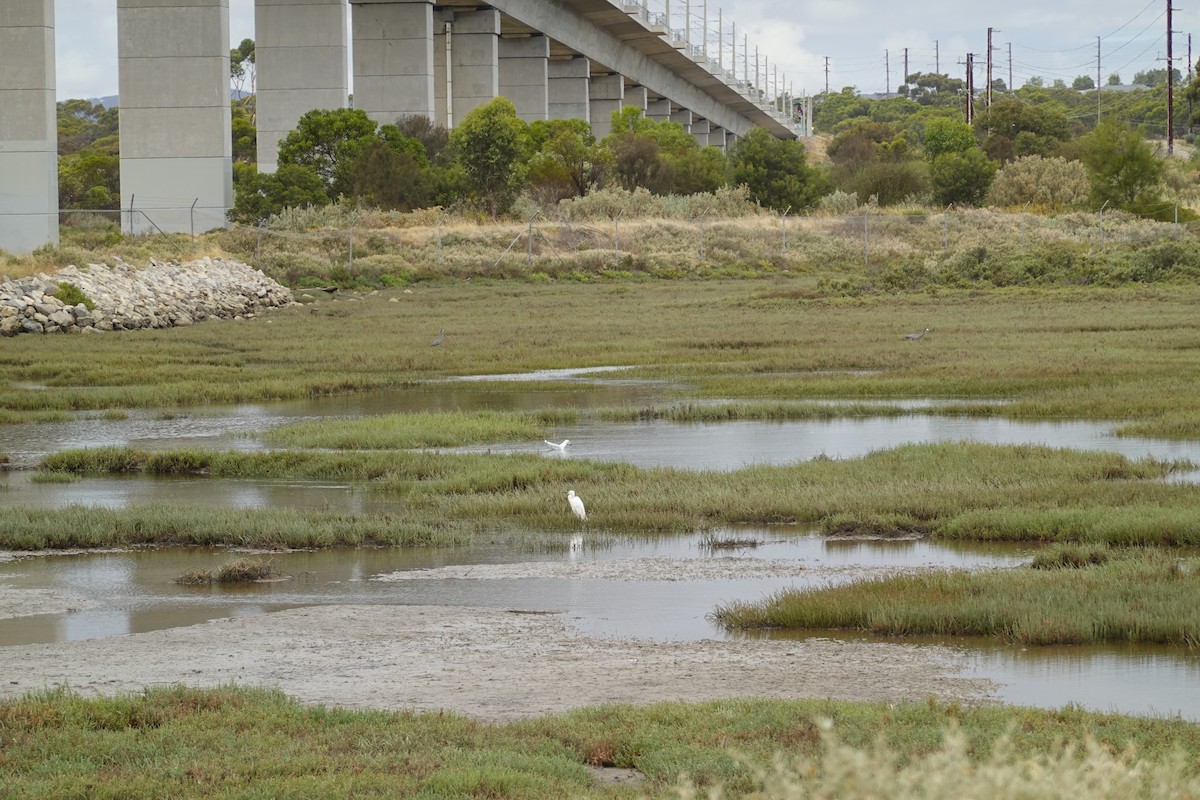 silkehegre - ML635292731