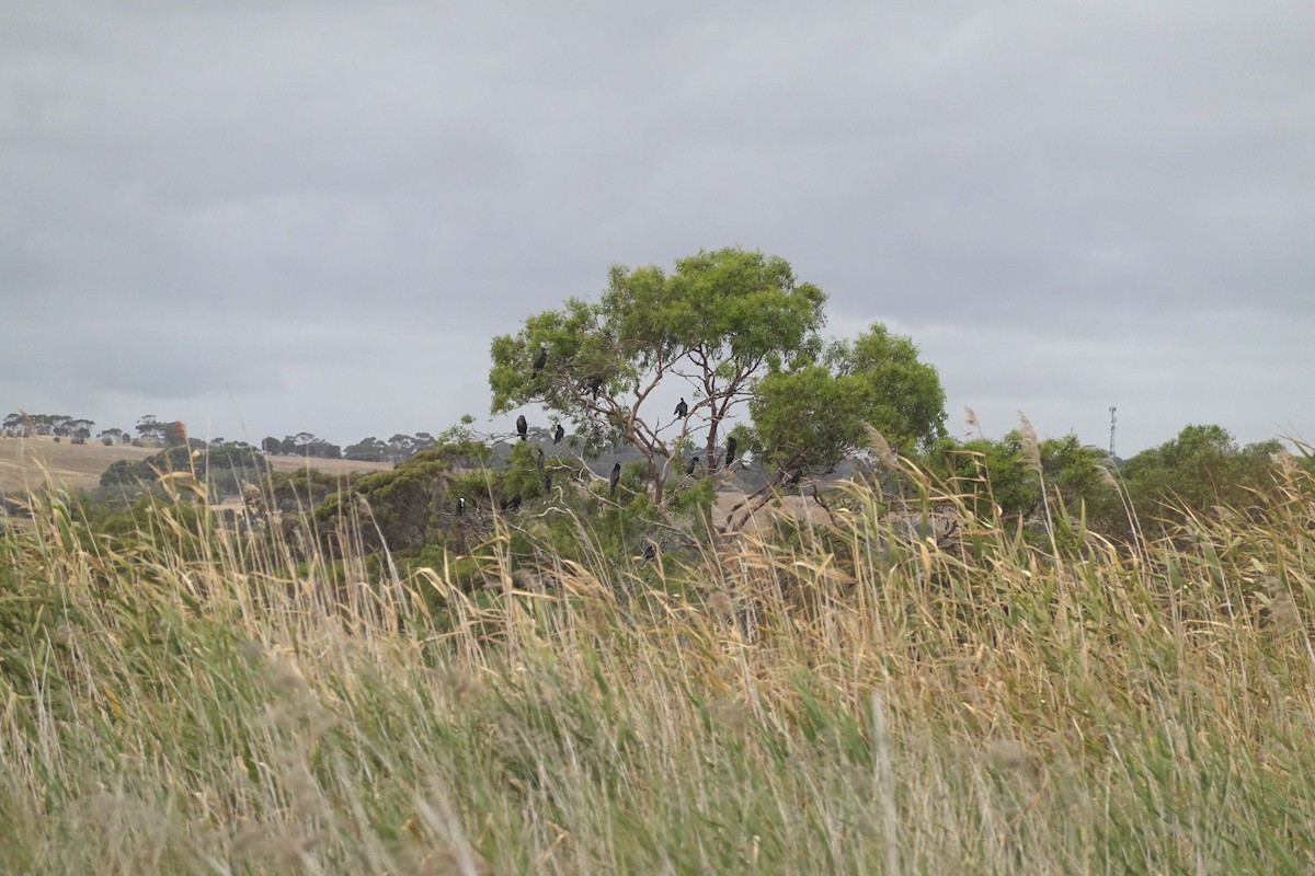 lagfiskeskarv - ML635292734