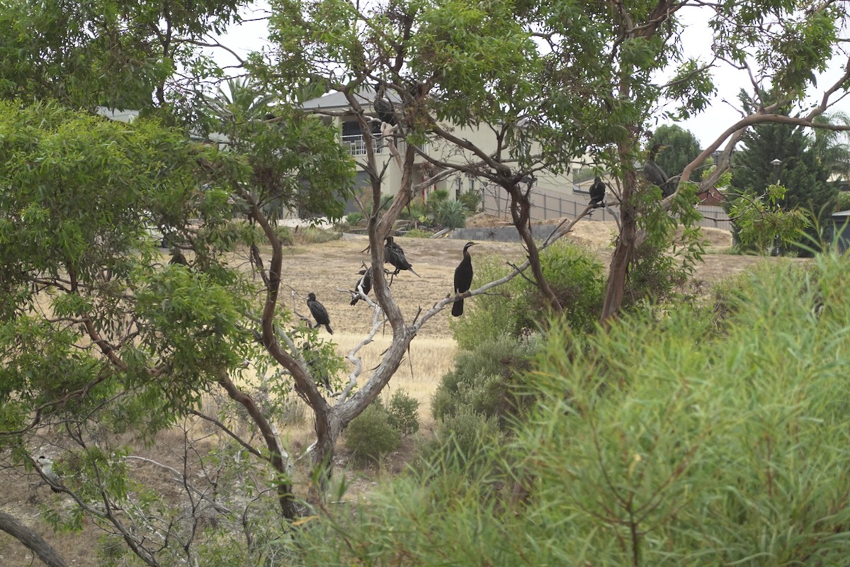 australslangehals - ML635292737