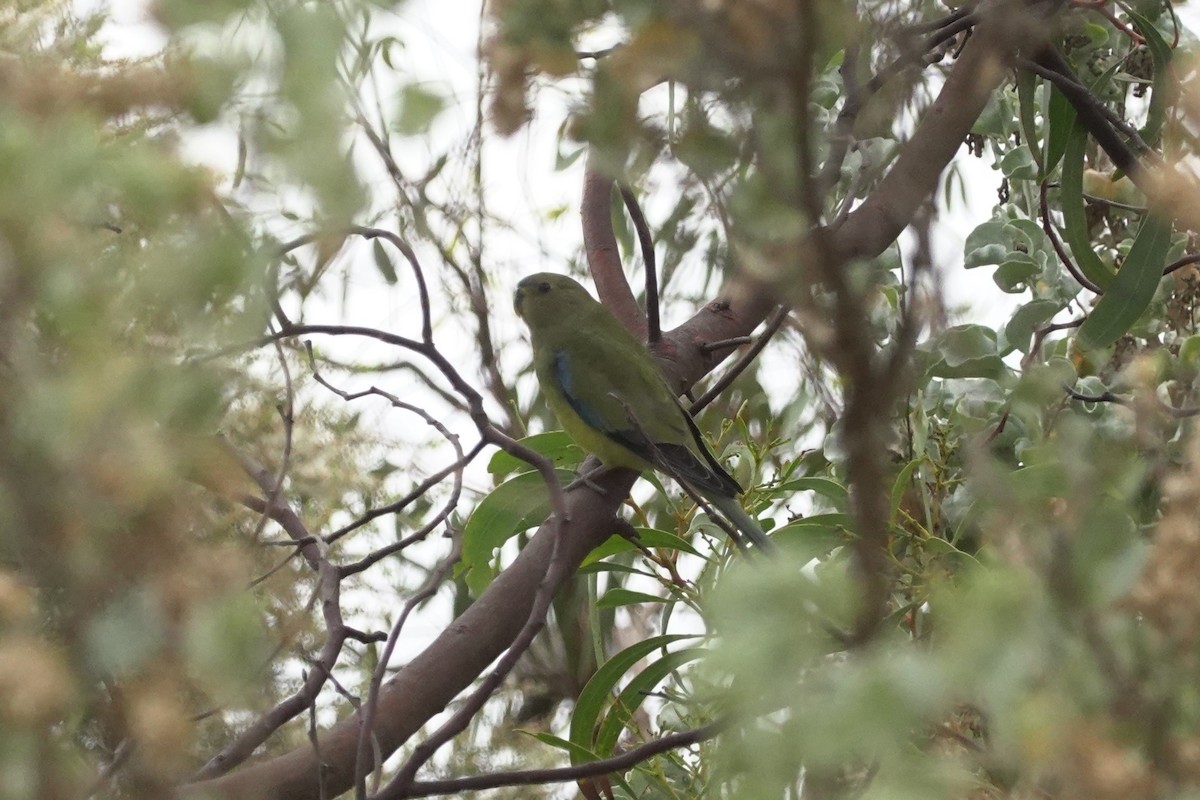 elegantparakitt - ML635292740