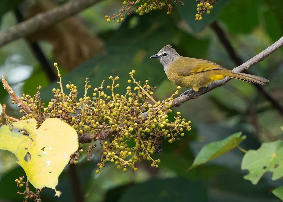 Flavescent Bulbul - ML635292752