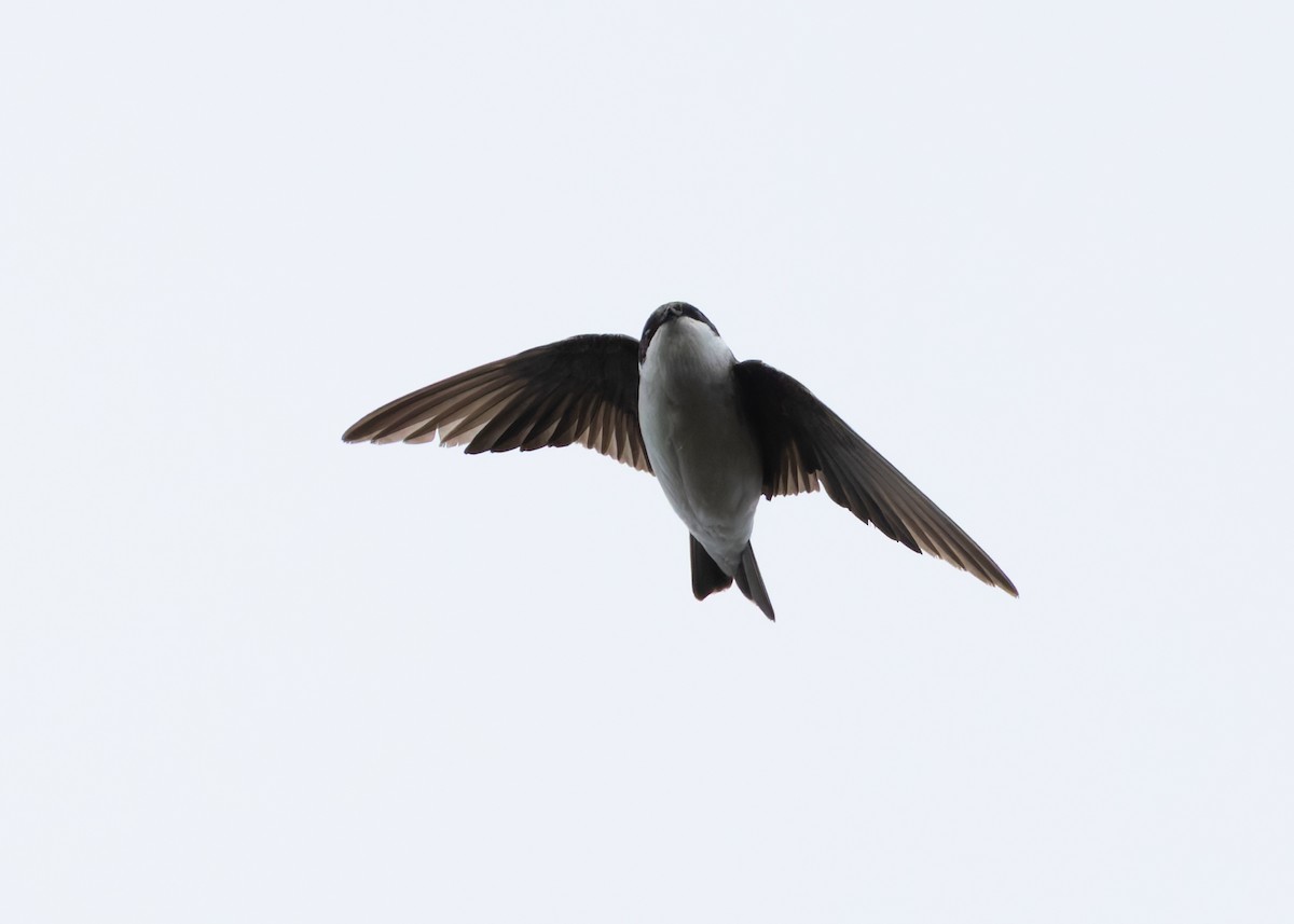 Siberian House-Martin - ML635292754