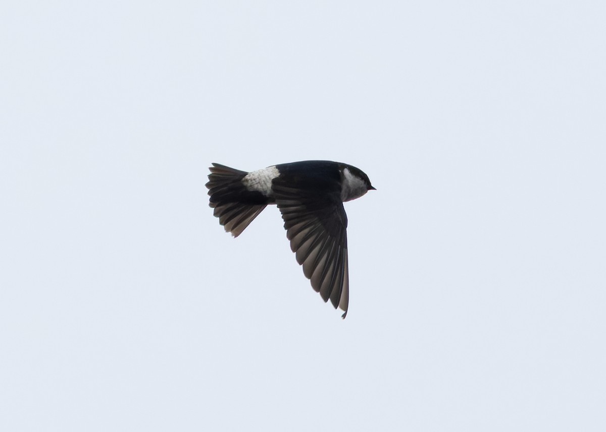 Asian House-Martin - ML635292755