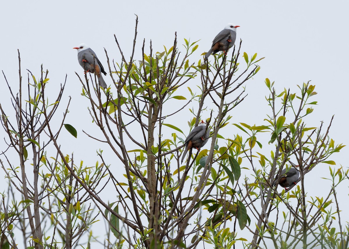 White-headed Bulbul - ML635292758