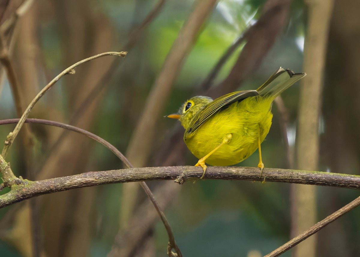 Bianchi's Warbler - ML635292765