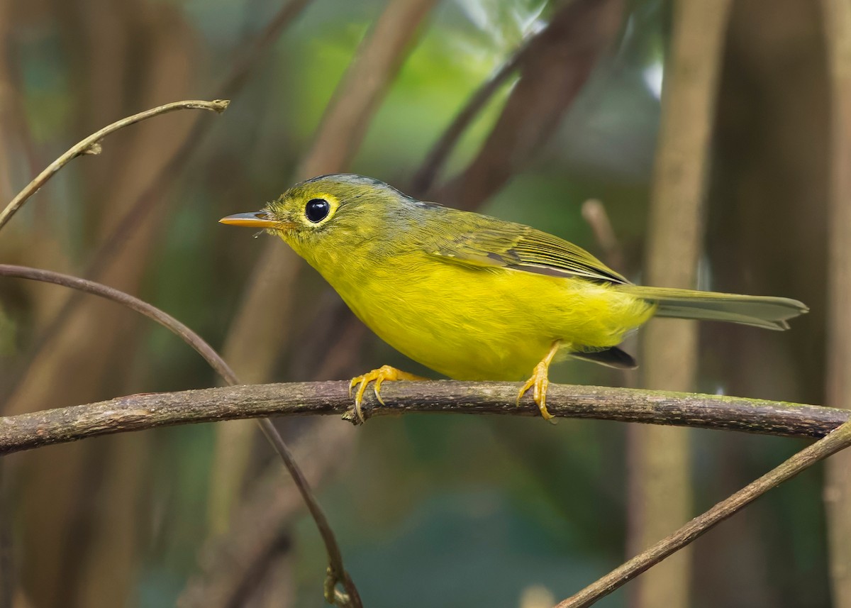 Bianchi's Warbler - ML635292766
