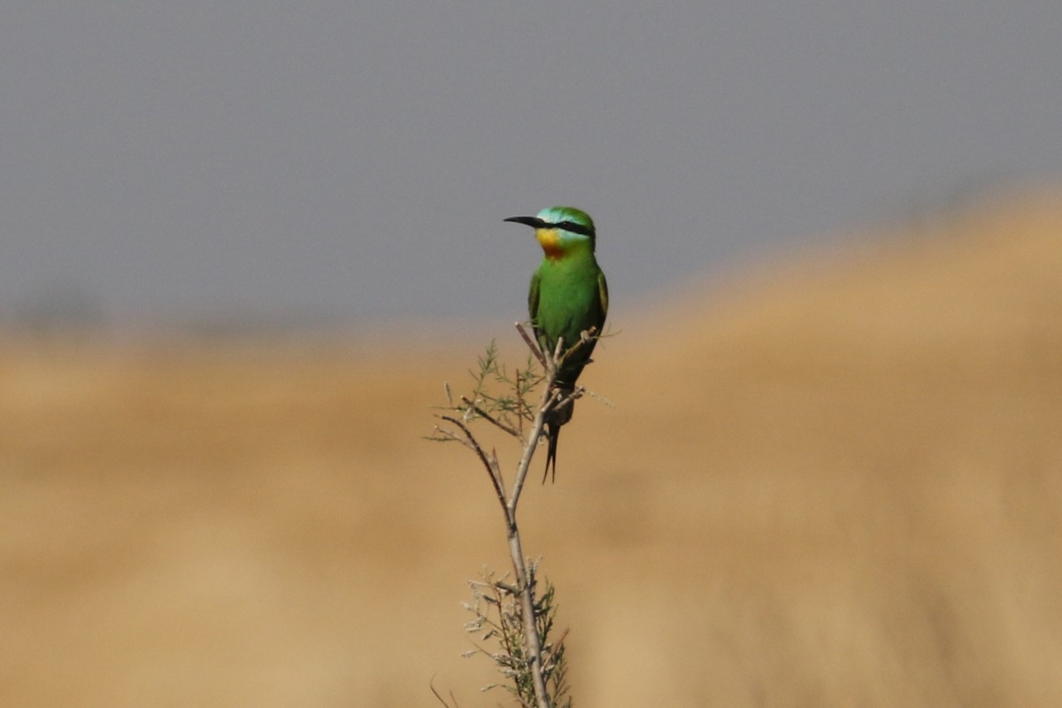 Blue-cheeked Bee-eater - ML635292772