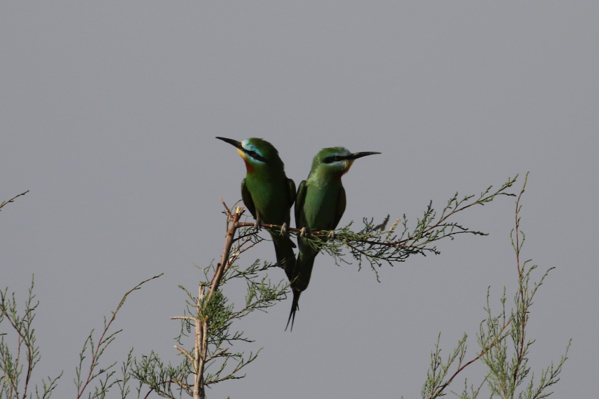 Blue-cheeked Bee-eater - ML635292774