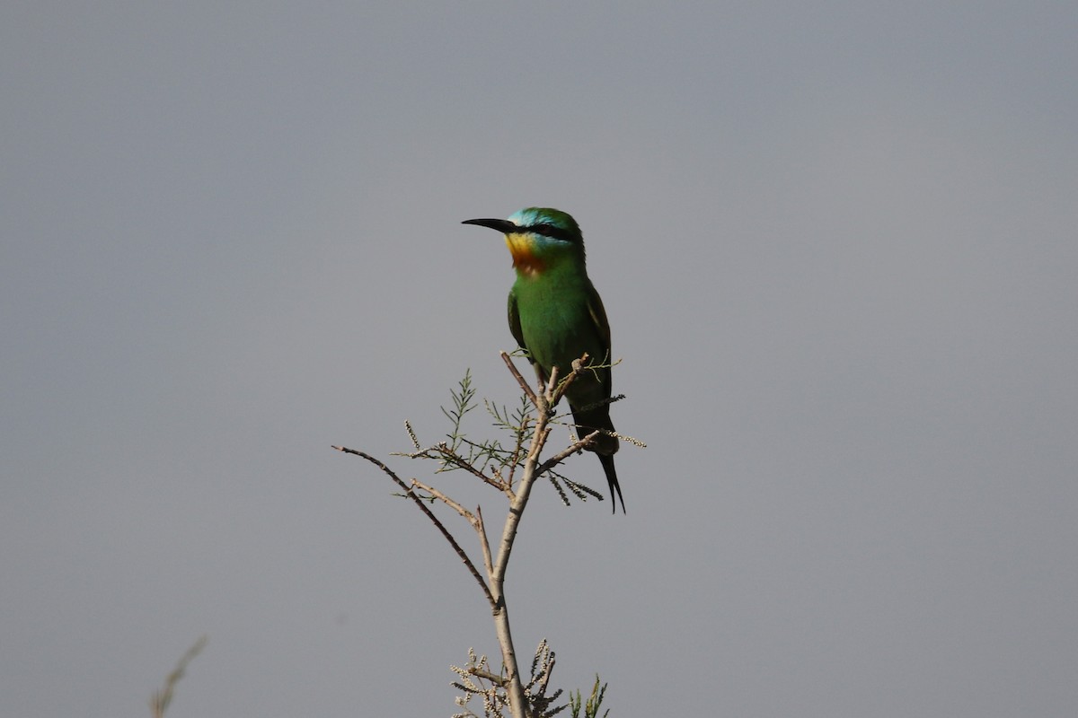 Blue-cheeked Bee-eater - ML635292775
