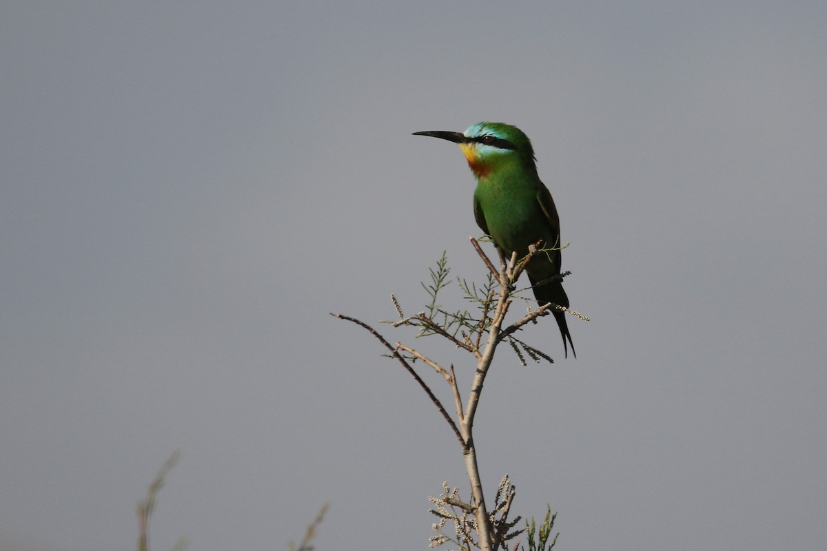 Blue-cheeked Bee-eater - ML635292776