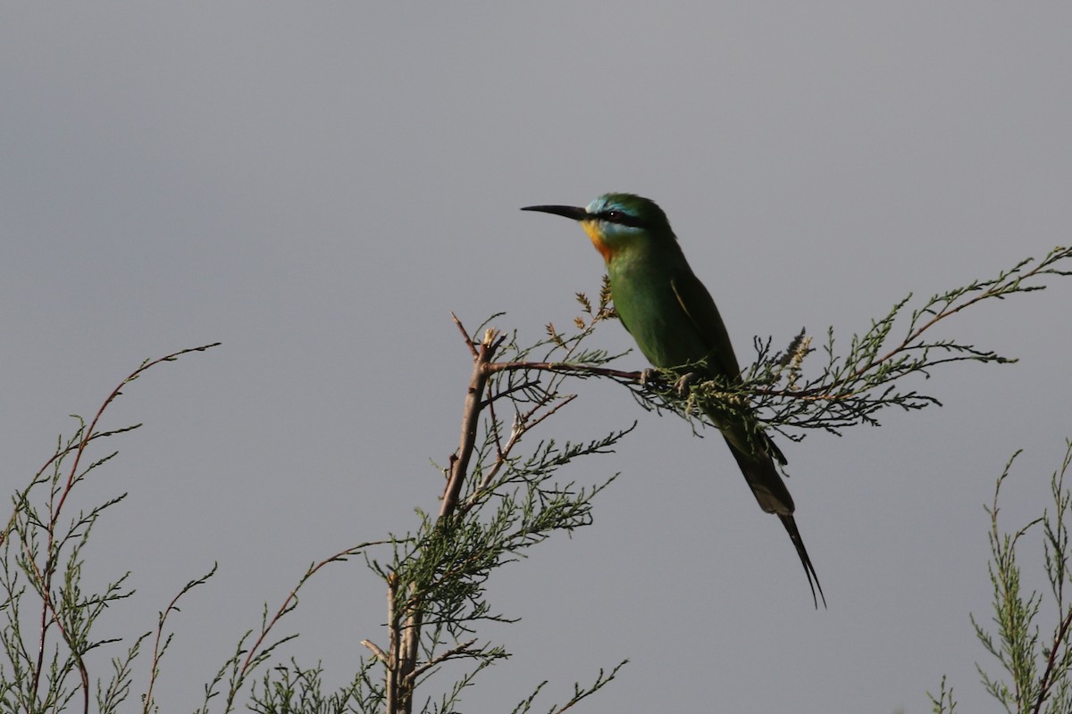 Blue-cheeked Bee-eater - ML635292777