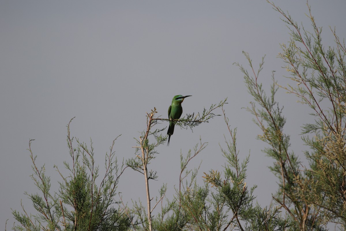 Blue-cheeked Bee-eater - ML635292778