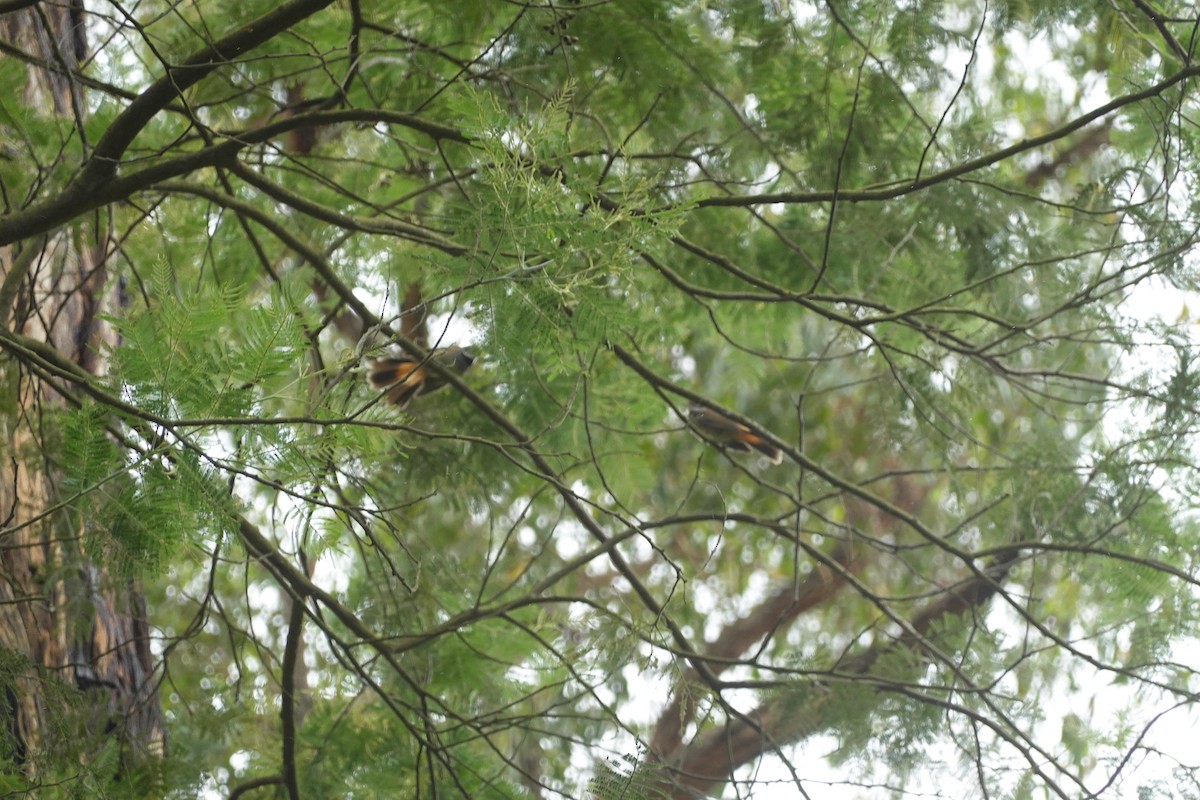 Australian Rufous Fantail - ML635292812