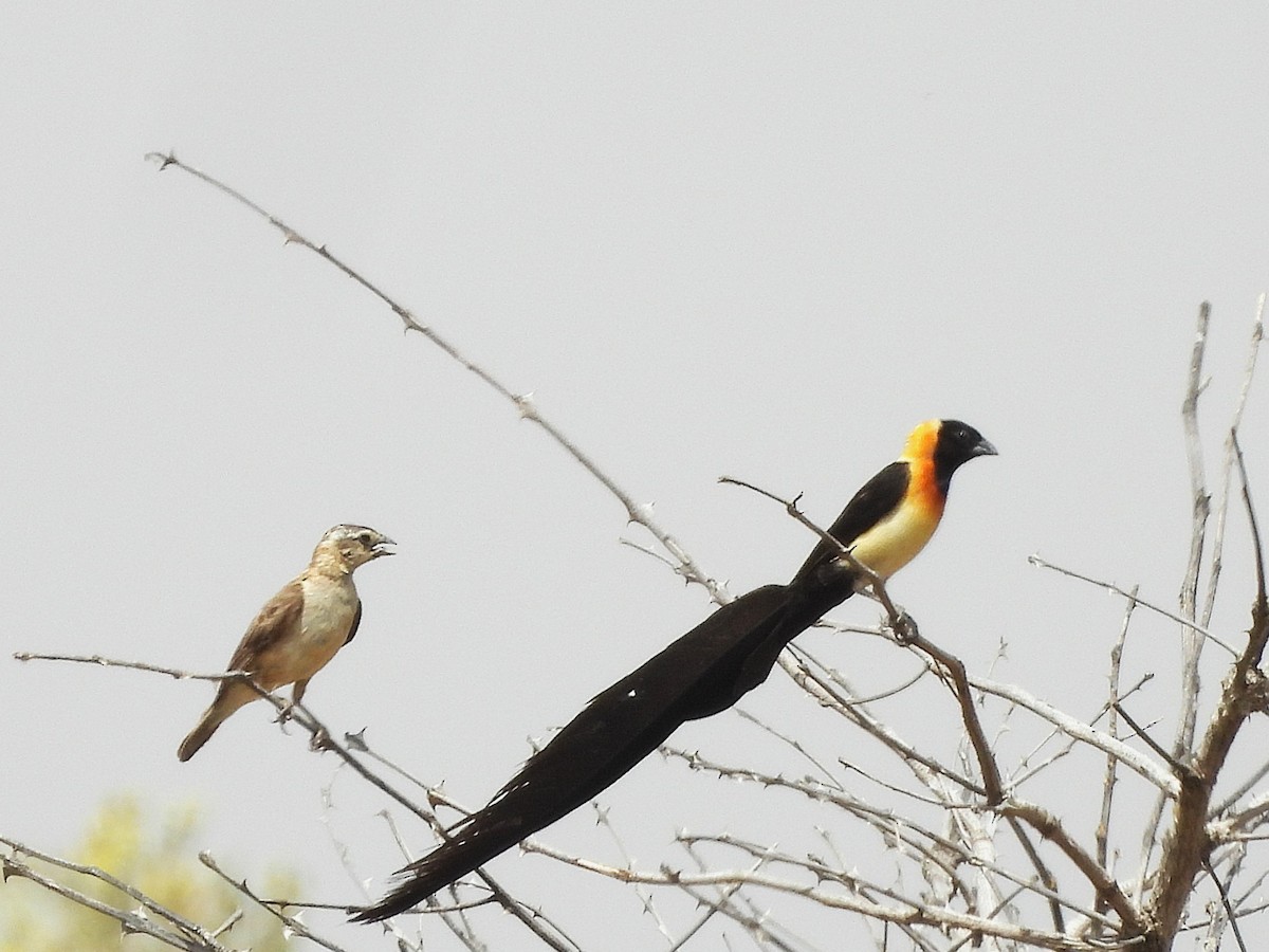 Senegalwitwe - ML635292816