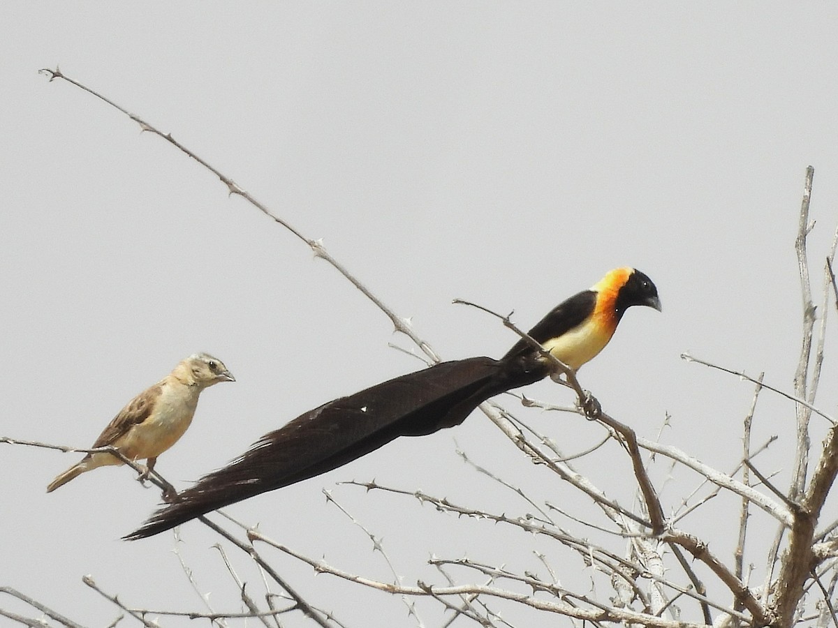 Senegalwitwe - ML635292817