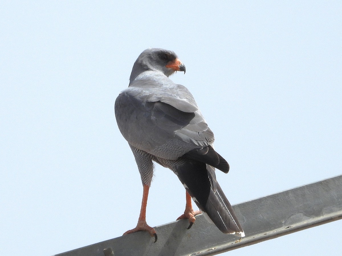 Dark Chanting-Goshawk - ML635292834