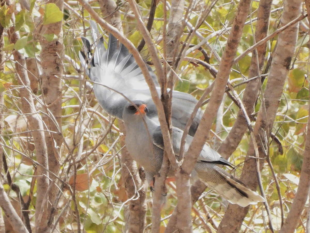 Dark Chanting-Goshawk - ML635292835