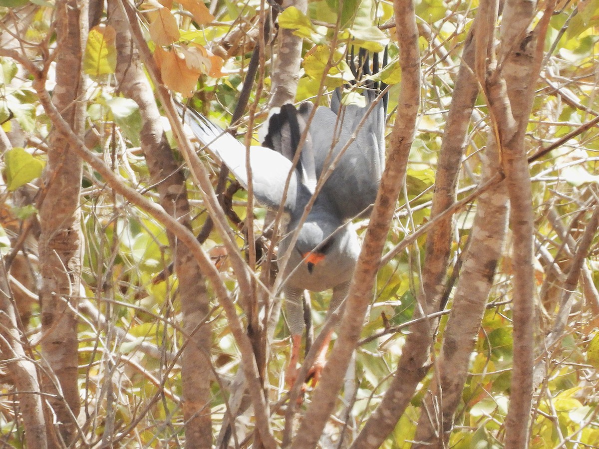 Dark Chanting-Goshawk - ML635292836