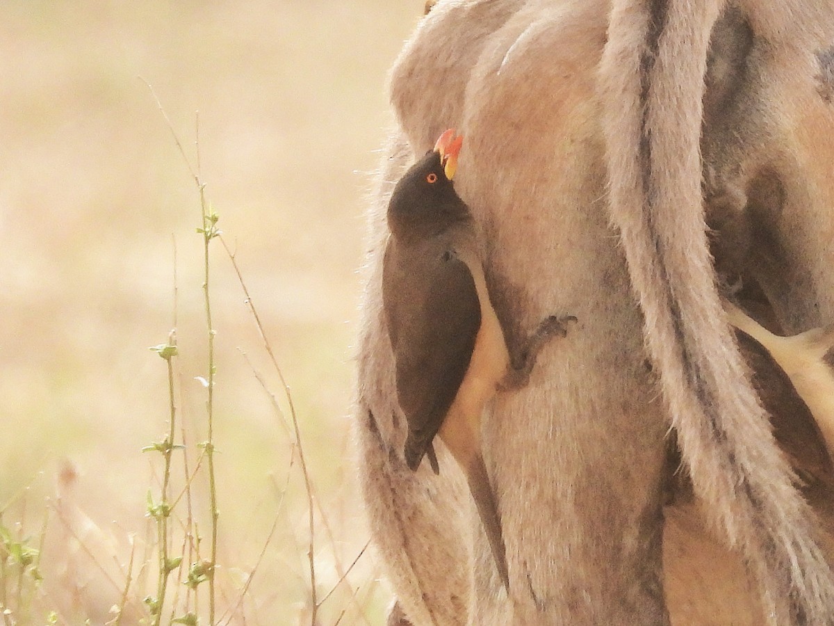 Yellow-billed Oxpecker - ML635292843