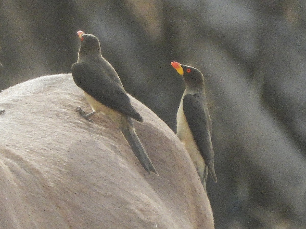 Yellow-billed Oxpecker - ML635292844