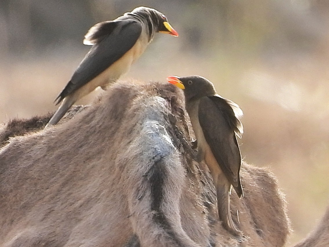 Yellow-billed Oxpecker - ML635292845