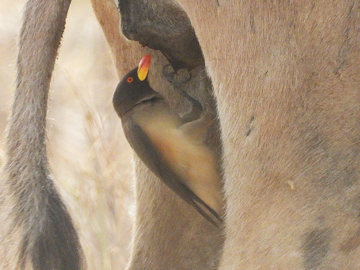 Yellow-billed Oxpecker - ML635292846