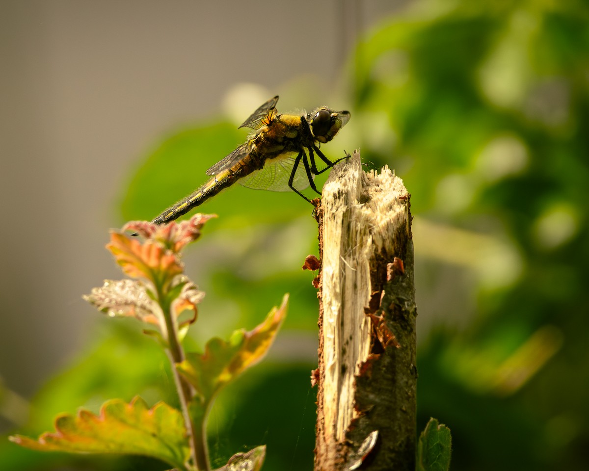 Kızböcekleri - ML635292873