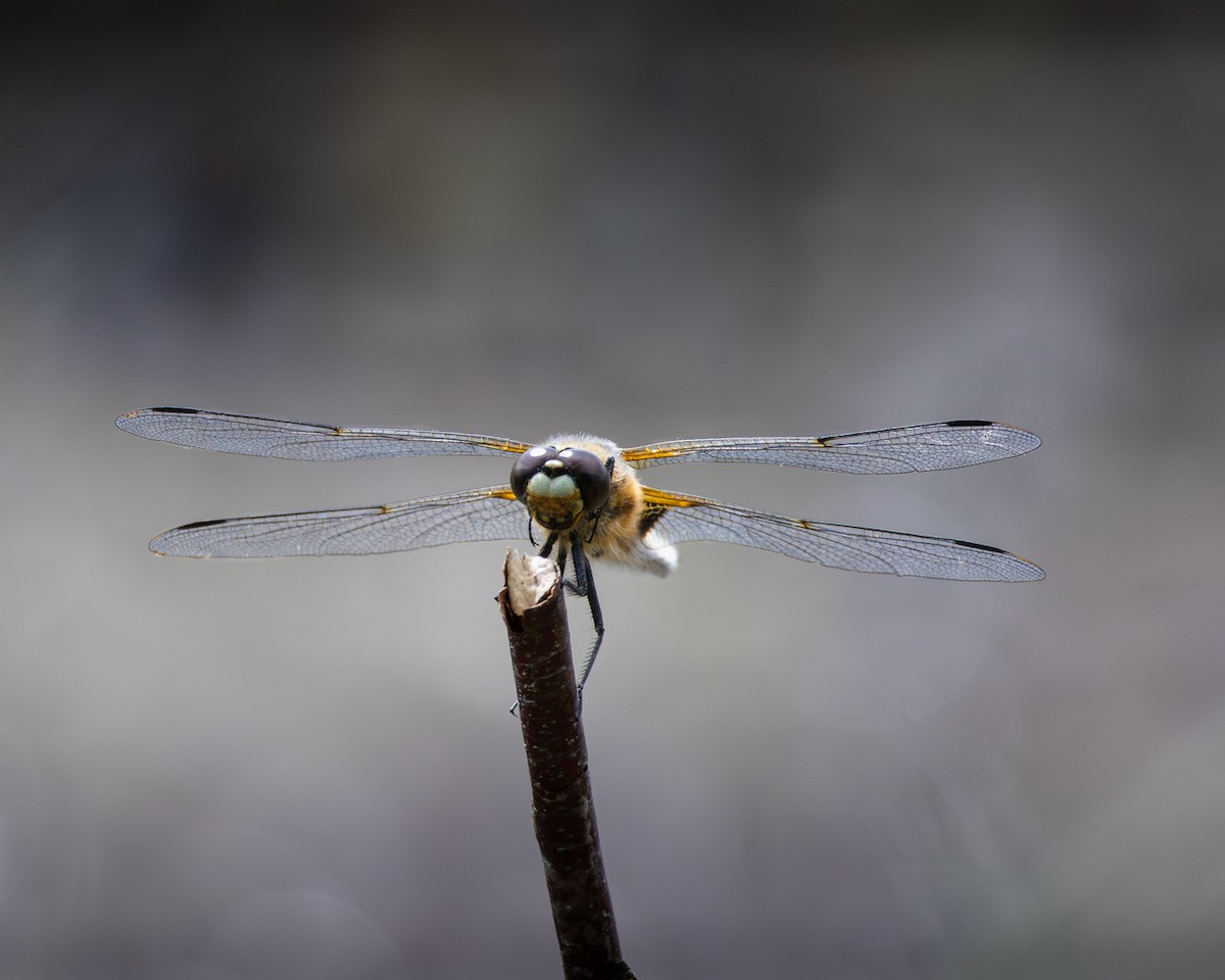 Kızböcekleri - ML635292875