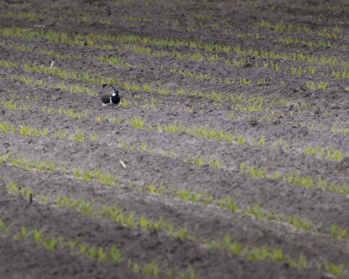 Kızkuşu - ML635292901