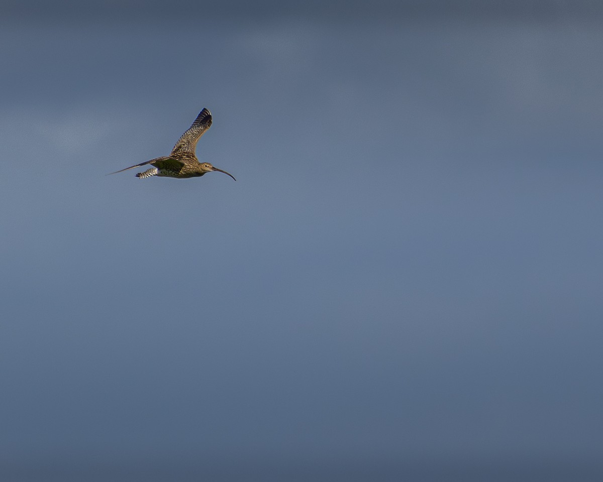 Kervançulluğu - ML635292909