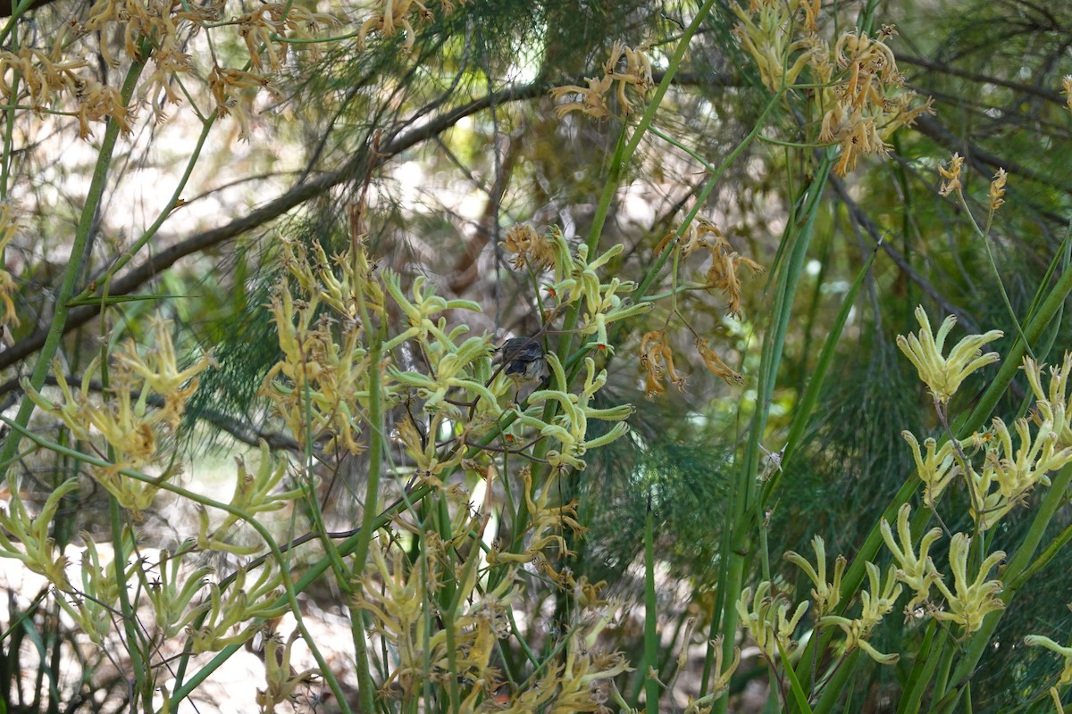 Western Spinebill - ML635292910